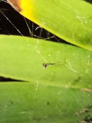 Argyrodes argyrodes