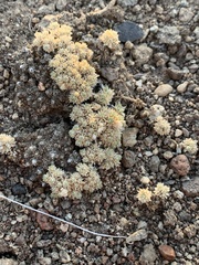 Cusickiella quadricostata