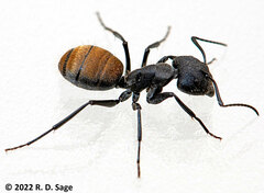 Camponotus chilensis
