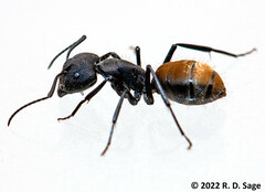 Camponotus chilensis
