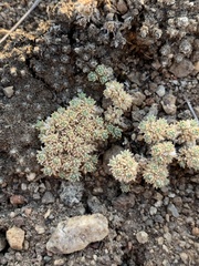 Cusickiella quadricostata