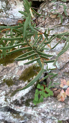Pellaea atropurpurea