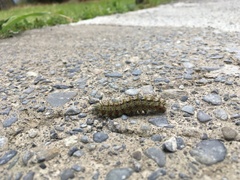 Ormiscodes amphimone