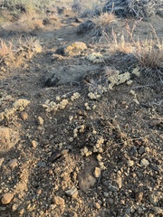 Cusickiella quadricostata