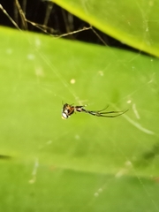 Argyrodes argyrodes