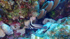 Eques punctatus
