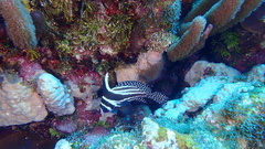 Eques punctatus
