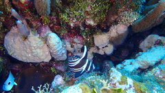 Eques punctatus