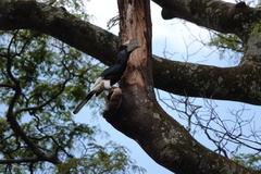 Bycanistes subcylindricus