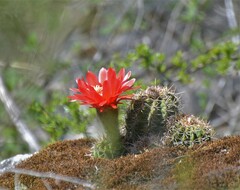 Trichocereus rowleyi