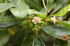 Myoporum laetum