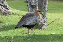 Theristicus melanopis