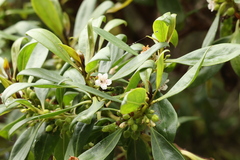 Myoporum laetum