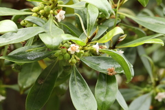 Myoporum laetum