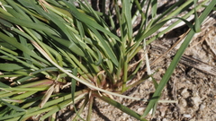 Aristida adscensionis