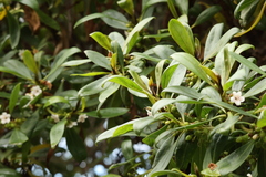 Myoporum laetum