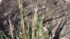 Aristida adscensionis