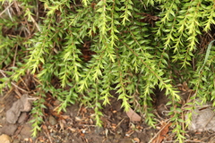 Melaleuca