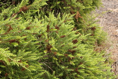 Melaleuca