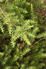 Melaleuca