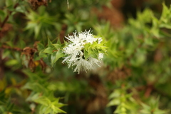 Melaleuca