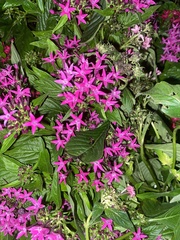 Pentas lanceolata