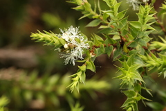 Melaleuca