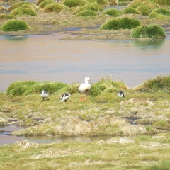 Oressochen melanopterus