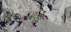 Abronia villosa villosa