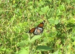 Danaus melanippus hegesippus