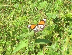 Danaus melanippus hegesippus