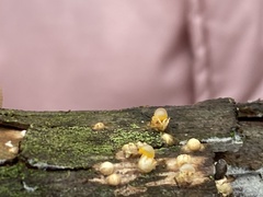 Sphaerobolus stellatus