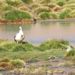 Oressochen melanopterus