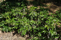 Berberis aquifolium