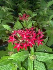 Pentas lanceolata