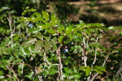 Berberis aquifolium