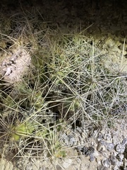 Grusonia