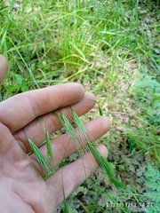 Bromus sterilis
