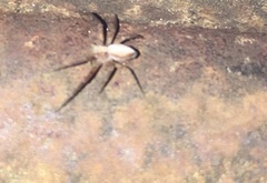Philodromus dispar