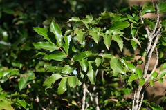 Berberis aquifolium