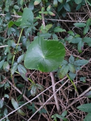 Hydrocotyle bonariensis