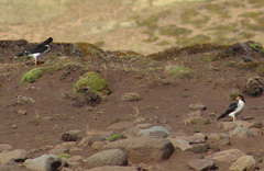 Daptrius albogularis