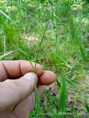 Bromus sterilis