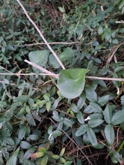 Hydrocotyle bonariensis