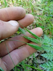 Bromus sterilis
