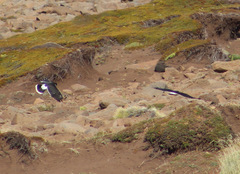 Daptrius albogularis