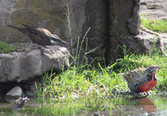 Cinclodes patagonicus