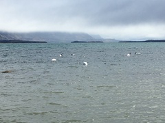 Cygnus melancoryphus