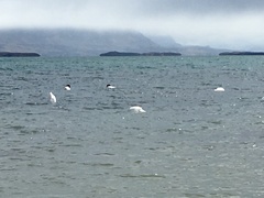 Cygnus melancoryphus