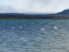 Cygnus melancoryphus